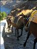 Donkeys climbing up the steps of Fira